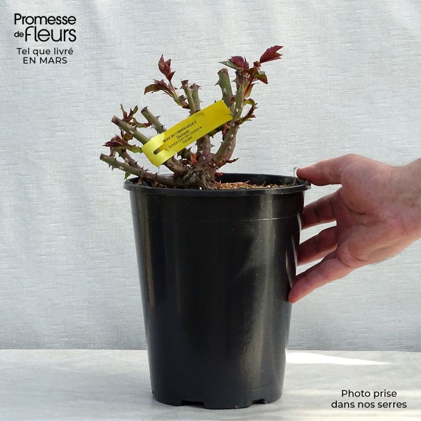 Exemplar von Rosa English Legend Rose de Cornouaille - Englische Rose Topf mit 4L/5L wie im Frühjahr geliefert