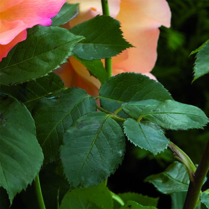 Rosa Fighting Temeraire - Englische Rose (Foliage)