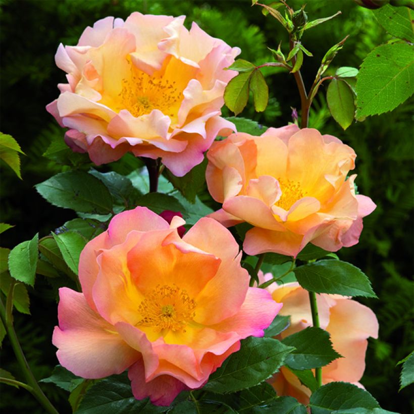 Rosa Fighting Temeraire - Englische Rose (Flowering)