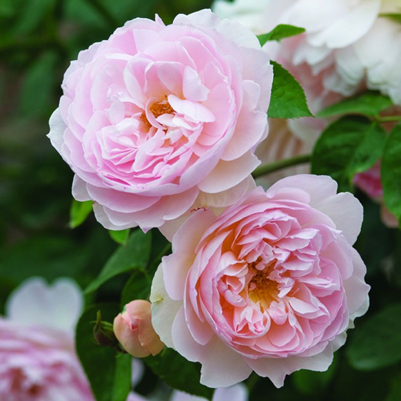 Rosa Gentle Hermione - Englische Rose (Flowering)
