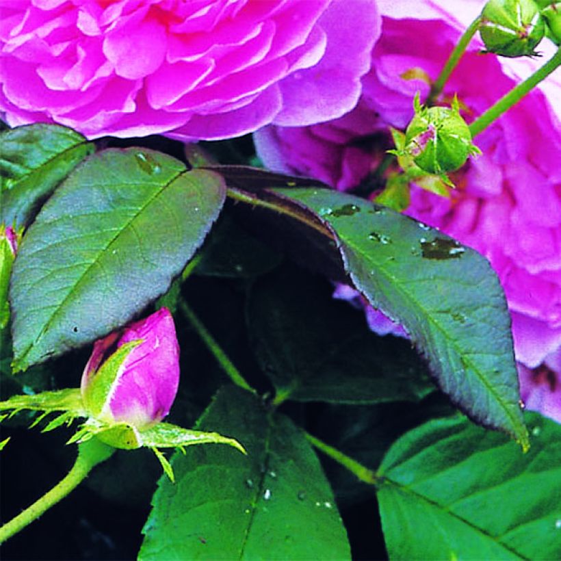 Rosa Harlow Carr - Englische Rose (Foliage)