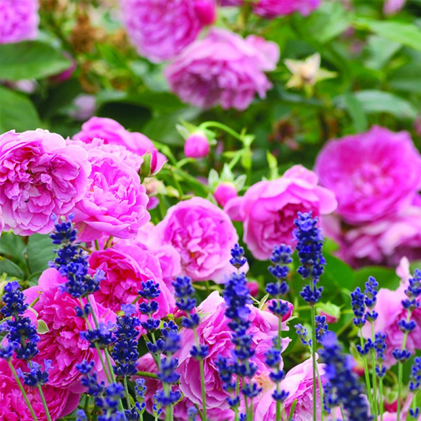 Rosa Harlow Carr - Englische Rose (Flowering)