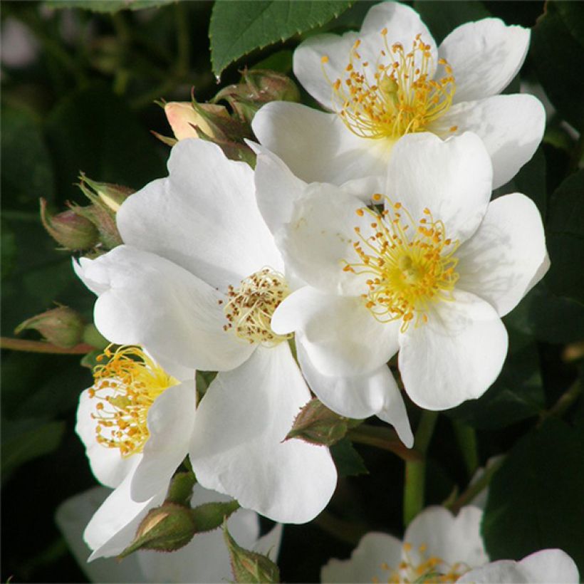 Rosa Kew Gardens - Englische Rose (Flowering)