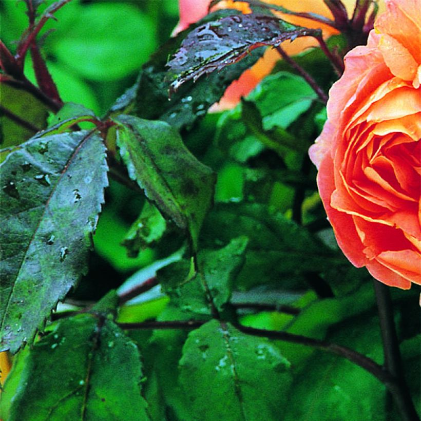 Rosa Lady Emma Hamilton - Englische Rose (Foliage)