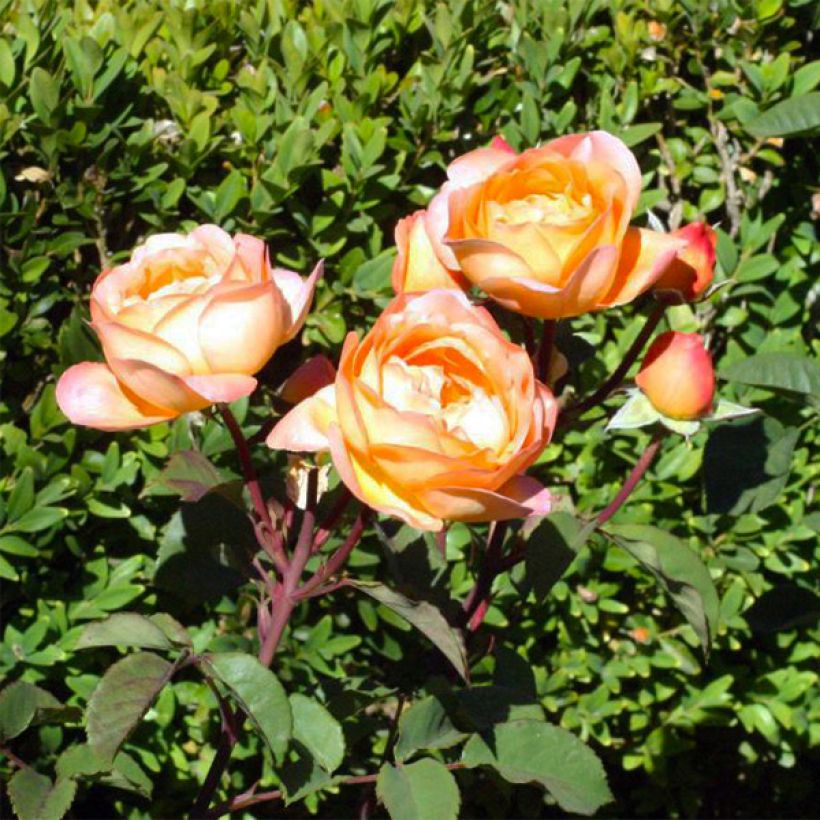 Rosa Lady Emma Hamilton - Englische Rose (Flowering)