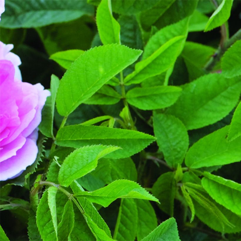Rosa Maid Marion - Englische Rose (Foliage)