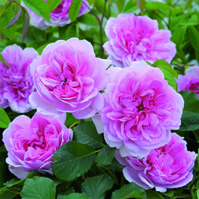 Rosa Maid Marion - Englische Rose (Flowering)