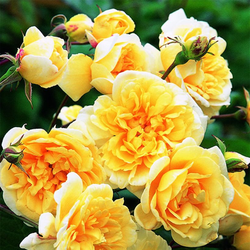 Rosa Malvern Hills - Englische Rose (Flowering)