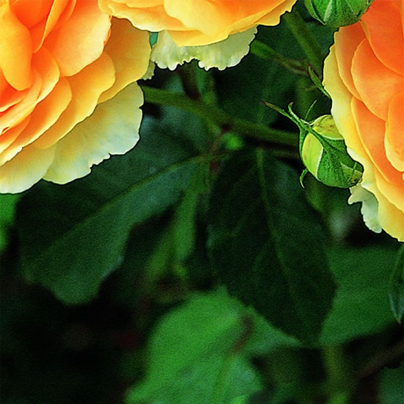 Rosa Molineux - Englische Rose (Foliage)