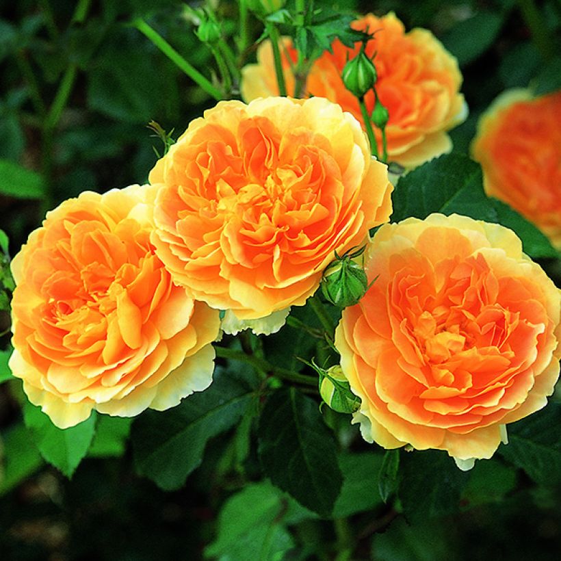 Rosa Molineux - Englische Rose (Flowering)