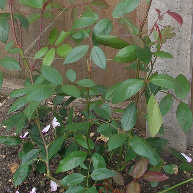 Rosa Mortimer Sackler climbing - Kletterrose (Foliage)