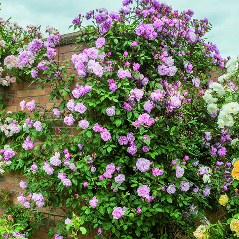 Rosa Mortimer Sackler climbing - Kletterrose (Plant habit)