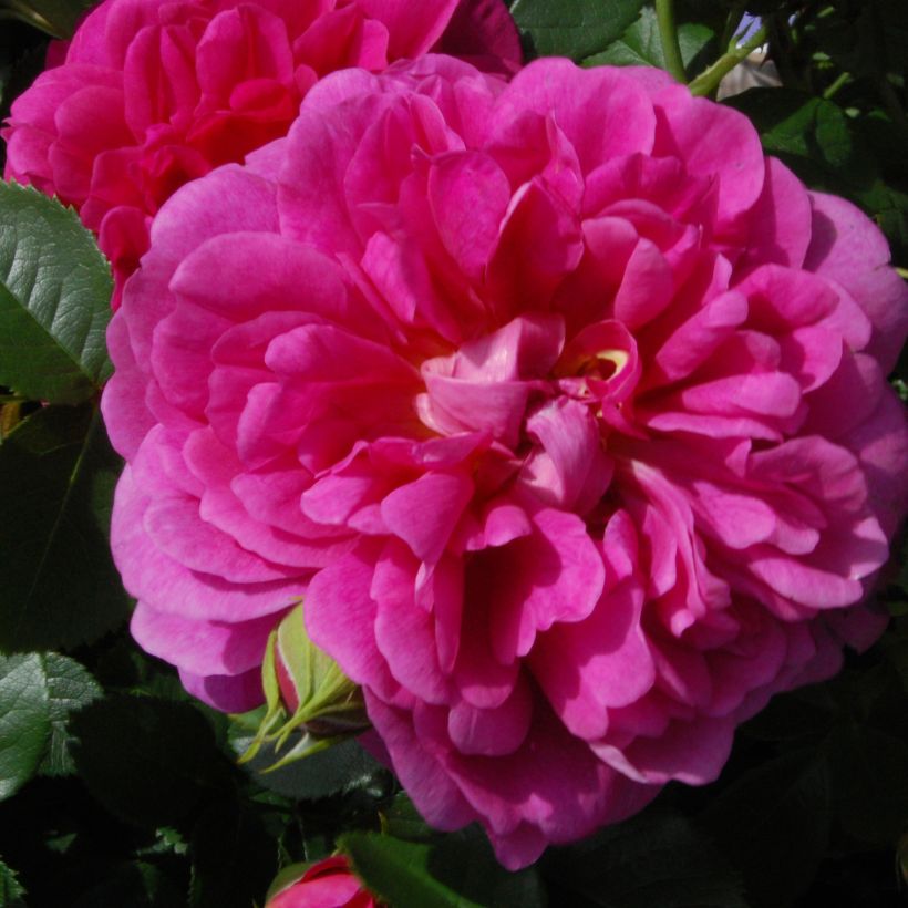Rosa Princess Anne - Englische Rose (Flowering)
