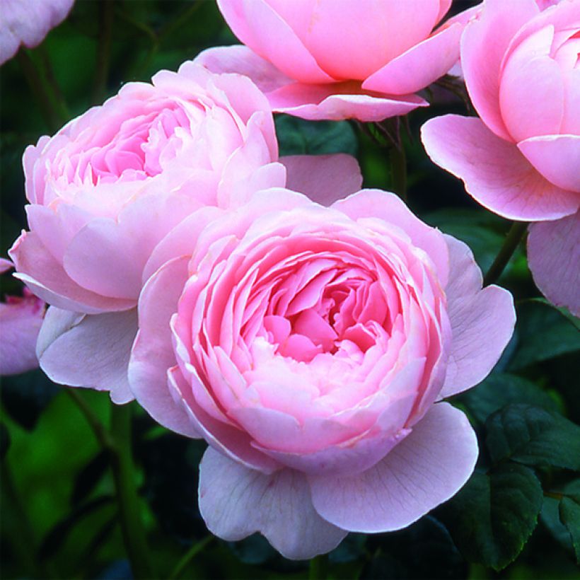 Rosa Queen of Sweden - Englische Rose (Flowering)