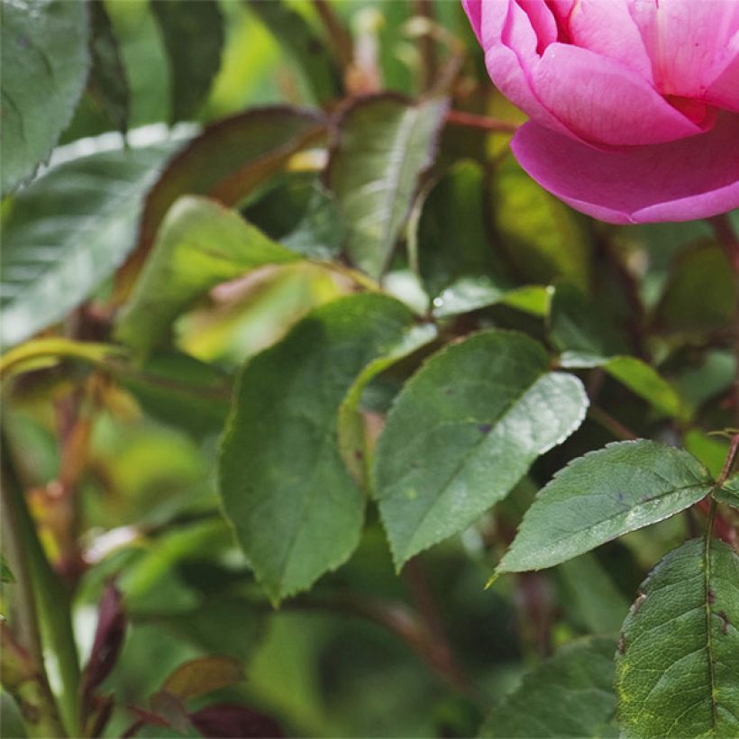 Rosa Royal Jubilee - Englische Rose (Foliage)