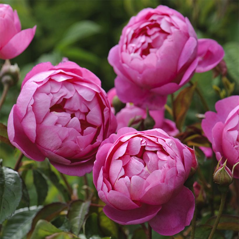 Rosa Royal Jubilee - Englische Rose (Flowering)