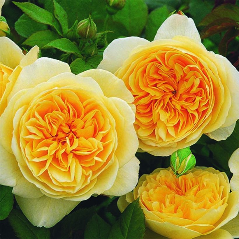 Rosa Teasing Georgia - Englische Rose (Flowering)