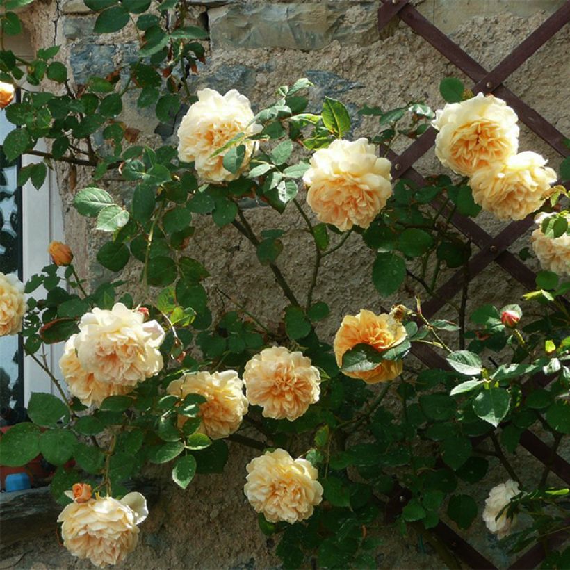 Rosa Teasing Georgia - Englische Rose (Plant habit)
