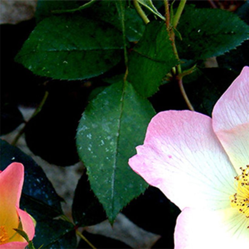 Rosa The Alexandra rose - Englische Rose (Foliage)