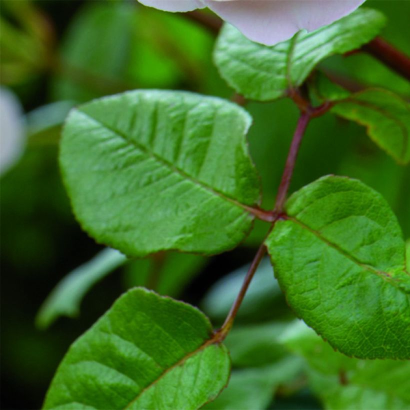 Rosa The Lady of the Lake - Englische Rose (Foliage)