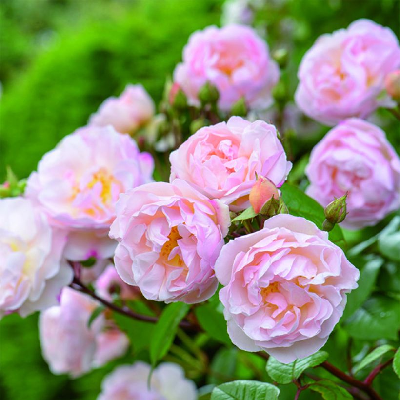 Rosa The Lady of the Lake - Englische Rose (Flowering)
