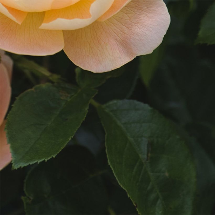 Rosa The Lark Ascending - Englische Rose (Foliage)