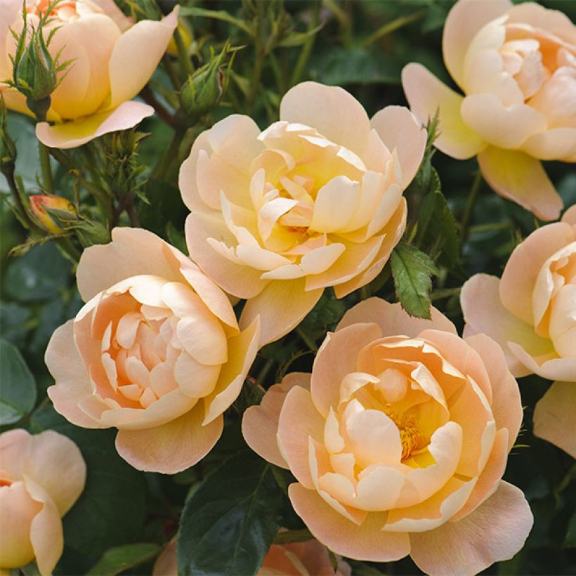 Rosa The Lark Ascending - Englische Rose (Flowering)