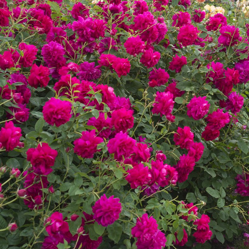 Rosa Thomas à Becket - Englische Rose (Hafen)