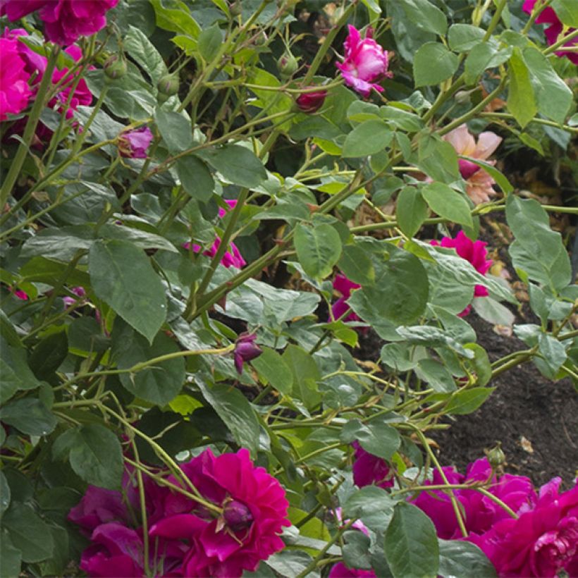 Rosa Thomas à Becket - Englische Rose (Foliage)
