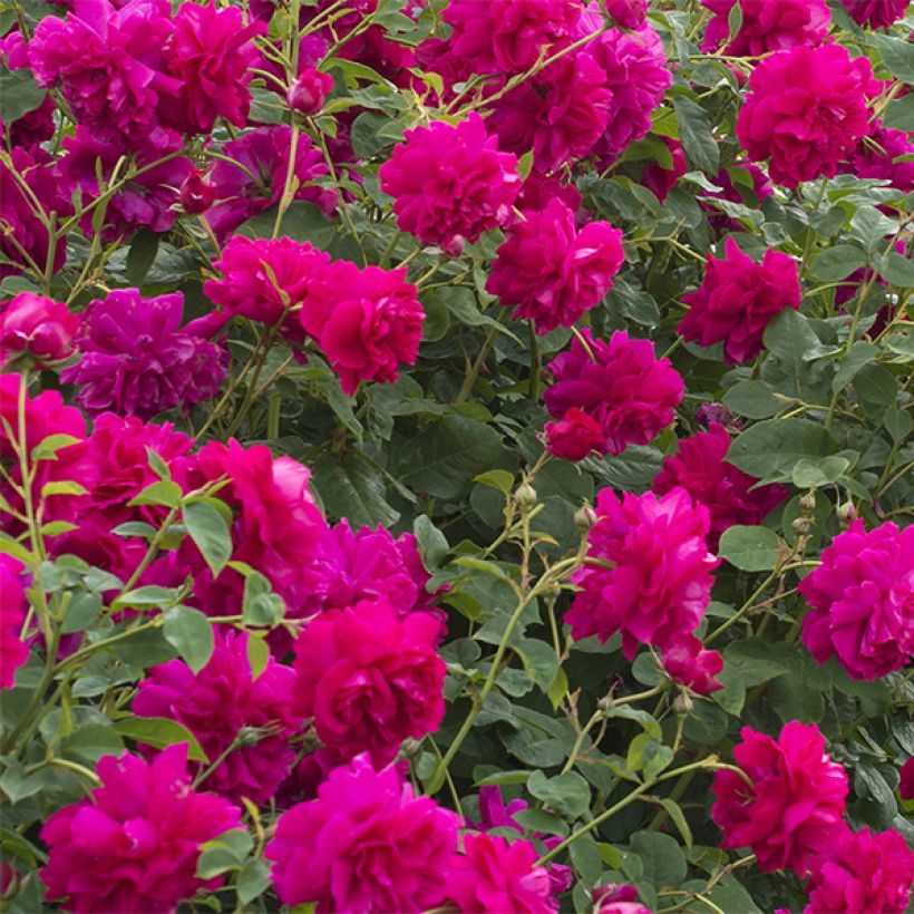 Rosa Thomas à Becket - Englische Rose (Flowering)