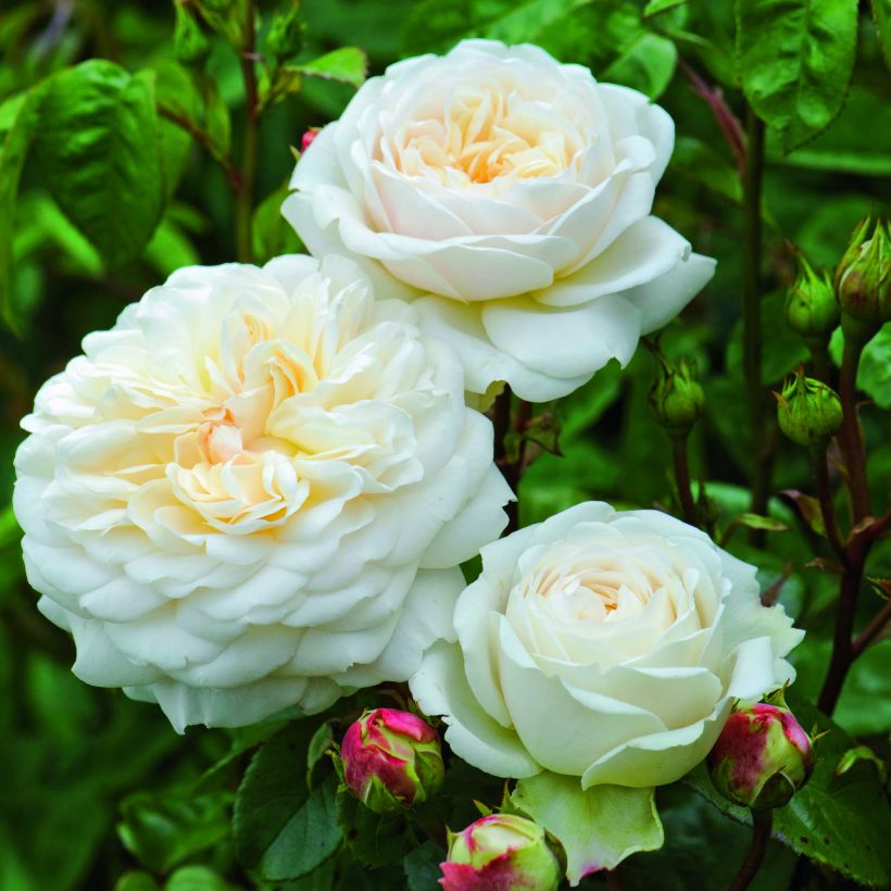 Rosa Tranquillity - Moschus-Rose (Flowering)