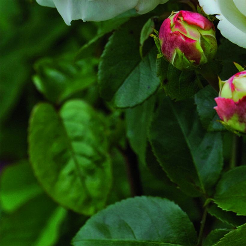 Rosa Tranquillity - Moschus-Rose (Foliage)