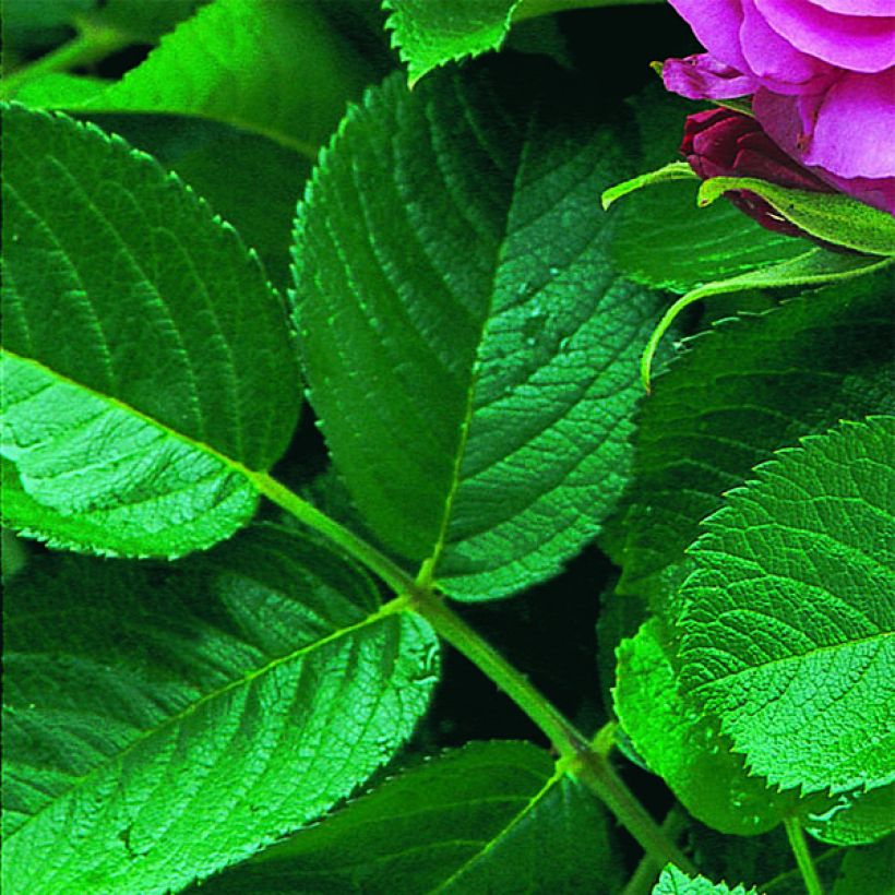 Rosa Wild Edric - Apfelrose (Foliage)