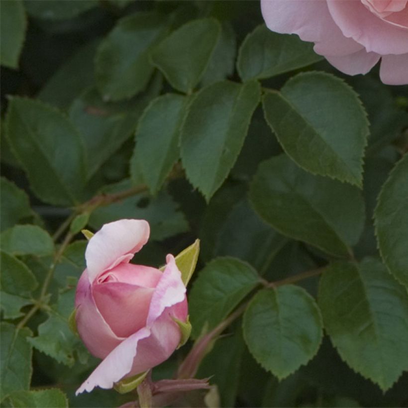 Rosa Wildeve - Englische Rose (Foliage)
