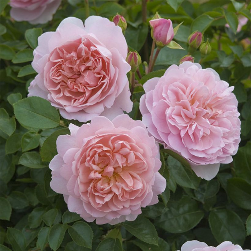 Rosa Wildeve - Englische Rose (Flowering)