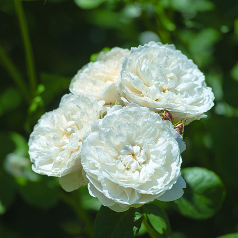 Rosa William and Catherine - Englische Rose (Flowering)