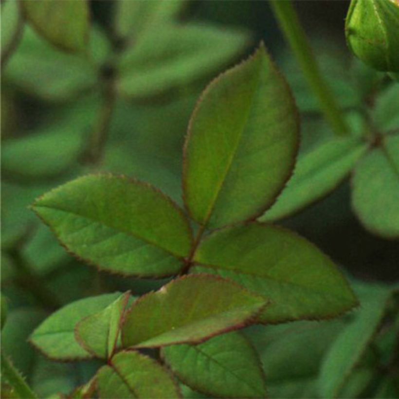 Rosa Wollerton Old Hall - Englische Rose (Foliage)
