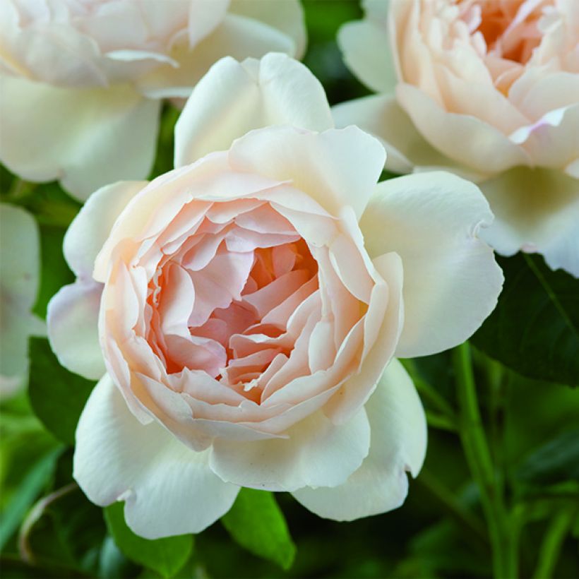 Rosa Wollerton Old Hall - Englische Rose (Flowering)