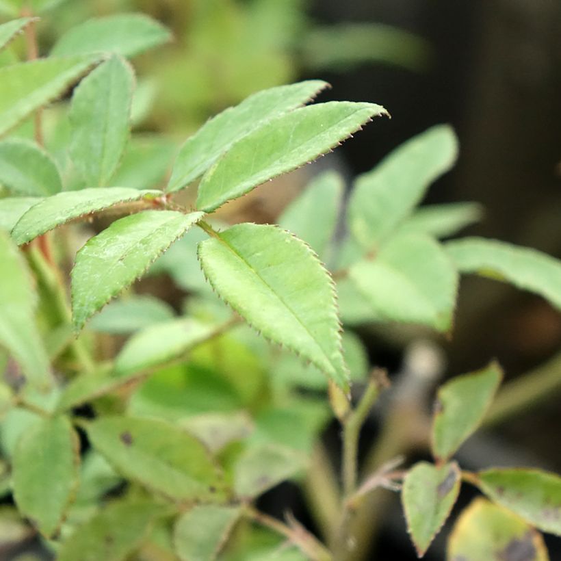 Rosa Allevia - Beetrose (Foliage)
