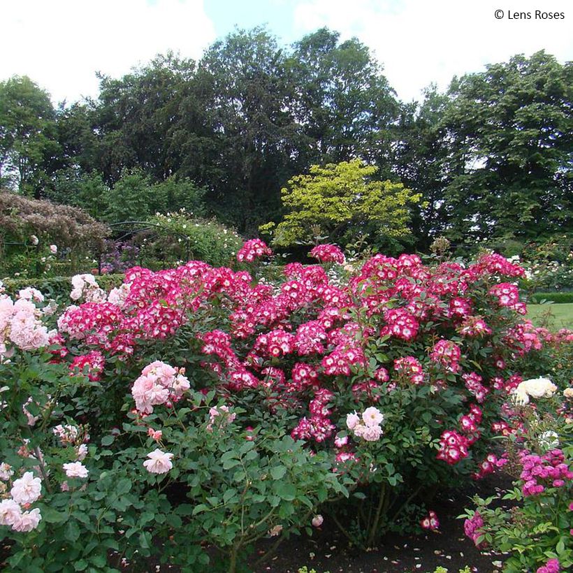 Rosa Bukavu Lenbrirus - Strauchrose (Plant habit)