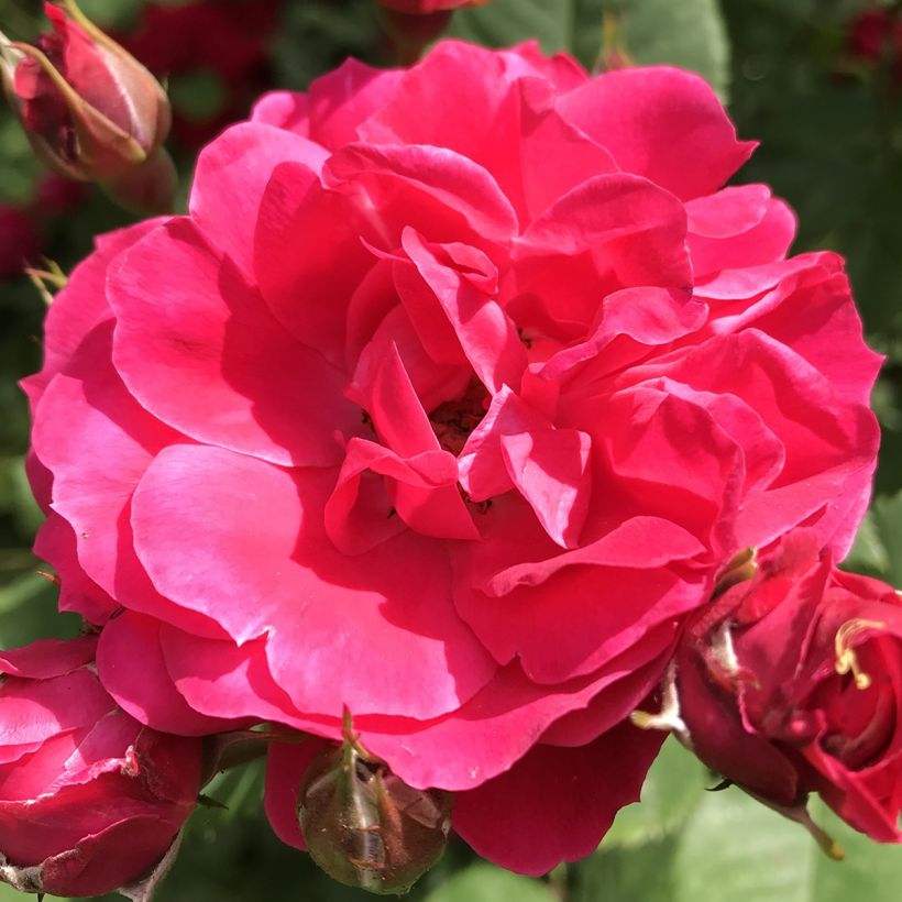 Rosa Cerise Bouquet - Strauchrose (Flowering)