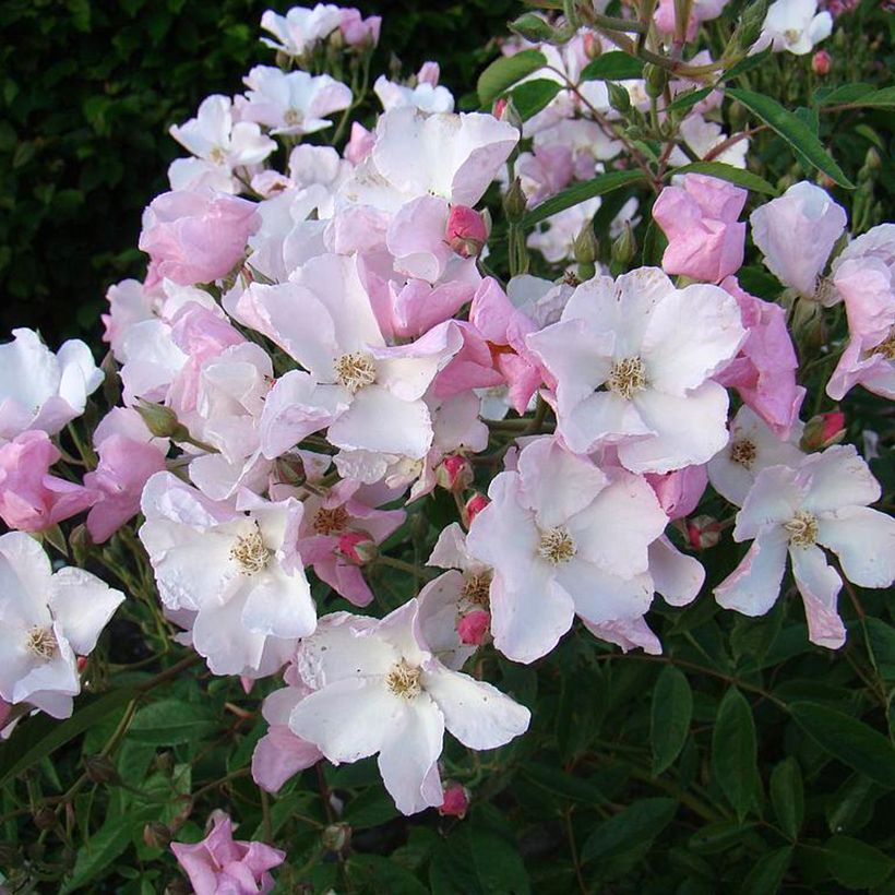 Rosa moschata Diamant Rose - Moschus-Rose (Flowering)