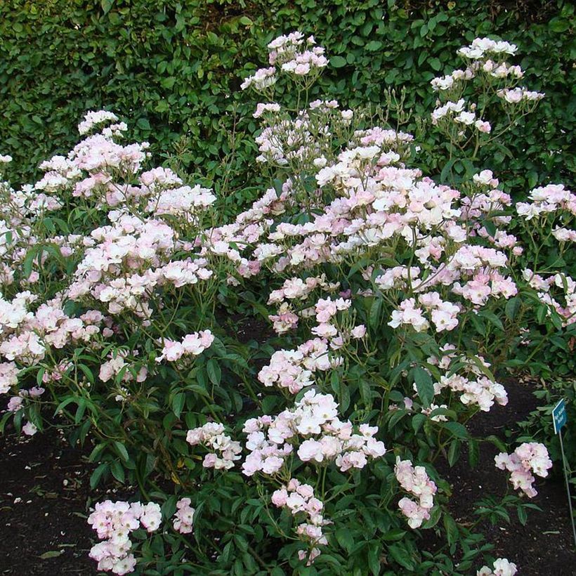 Rosa moschata Diamant Rose - Moschus-Rose (Plant habit)