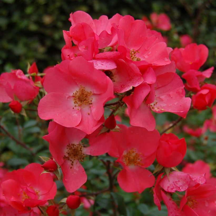 Rosa Stadt Hildesheim (Douceur Normande) - Strauchrose (Flowering)