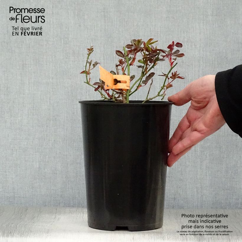 Exemplar von Rosa Stadt Hildesheim (Douceur Normande) - Strauchrose Topf mit 4L/5L wie im Winter geliefert