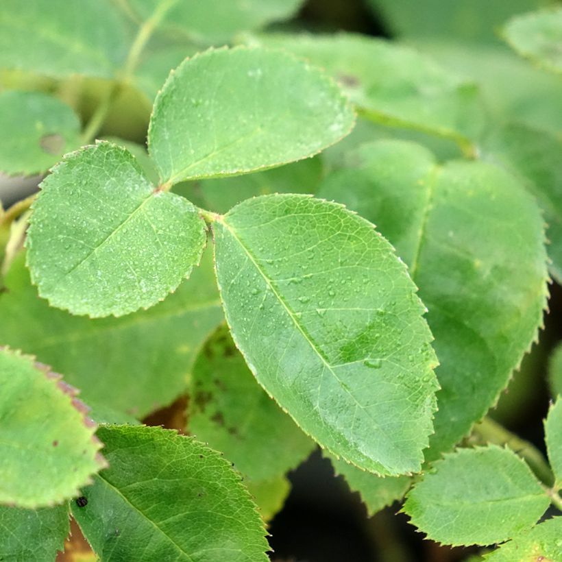 Rosa gallica officinalis Etoile Pourpre - Essig-Rose (Foliage)