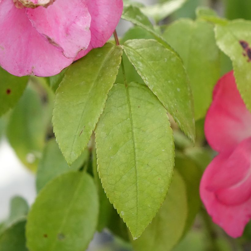 Rosa moschata Finn's Rose - Moschus-Rose (Foliage)