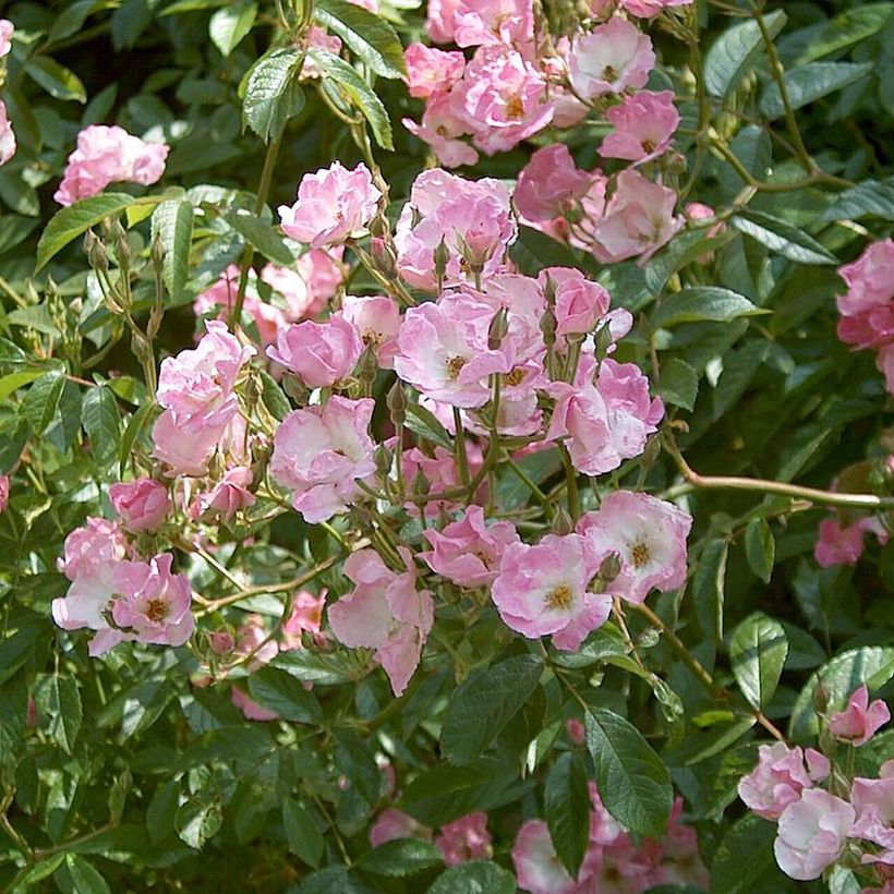 Rosa moschata Frisson Frais LENsadbi - Moschus-Rose (Flowering)