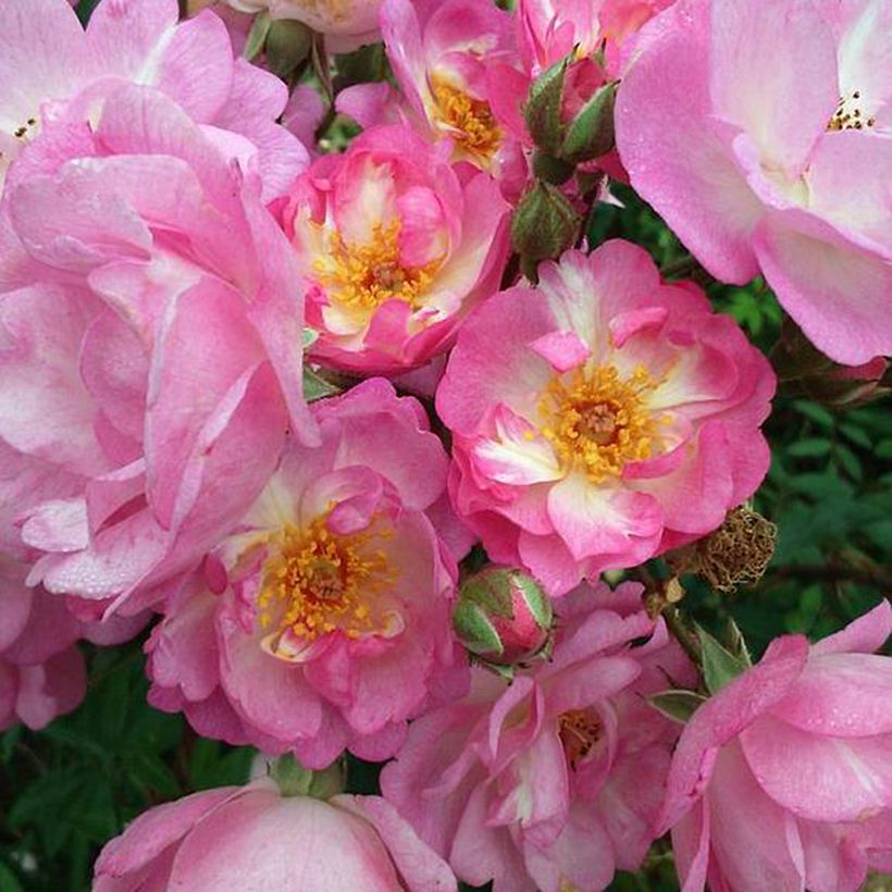 Rosa moschata Gaard um Titzebierg - Moschus-Rose (Flowering)