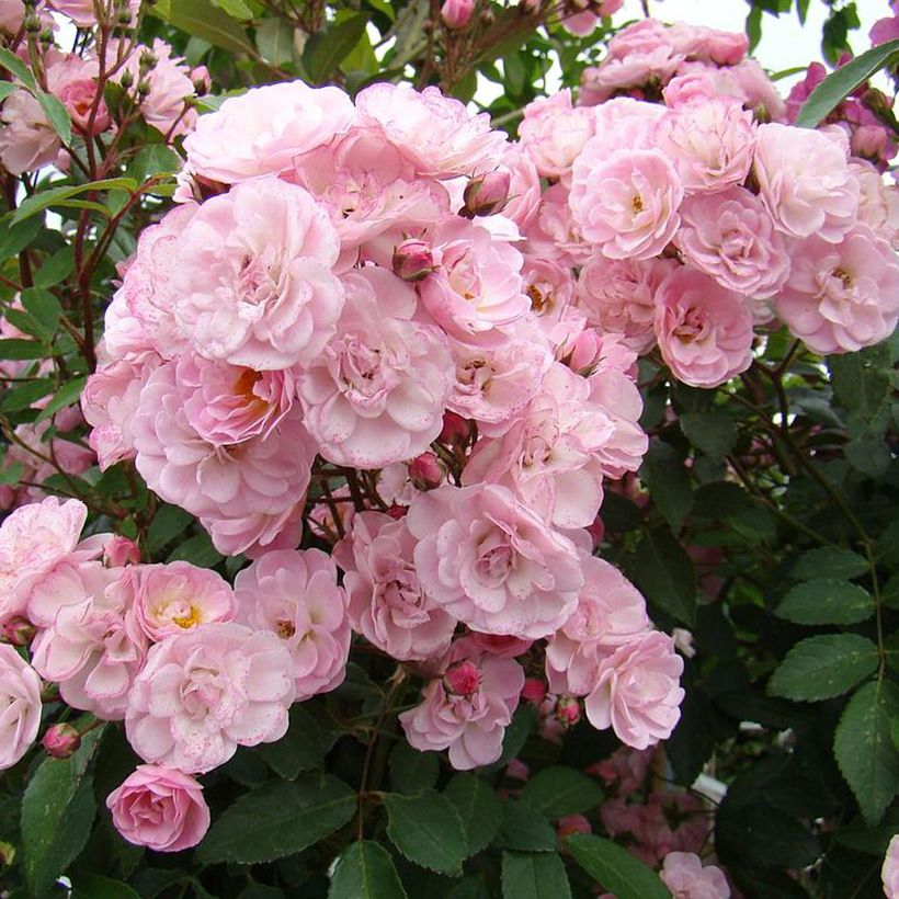 Rosa moschata Heavenly Pink - Moschus-Rose (Flowering)